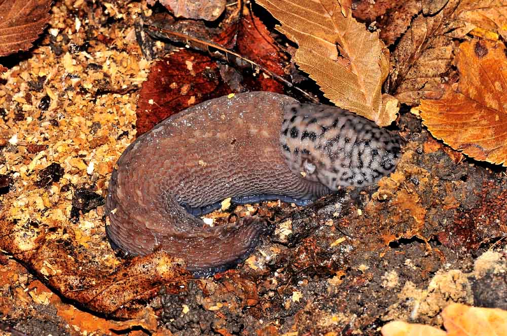 Limax subalpinus da Avigliana (TO)